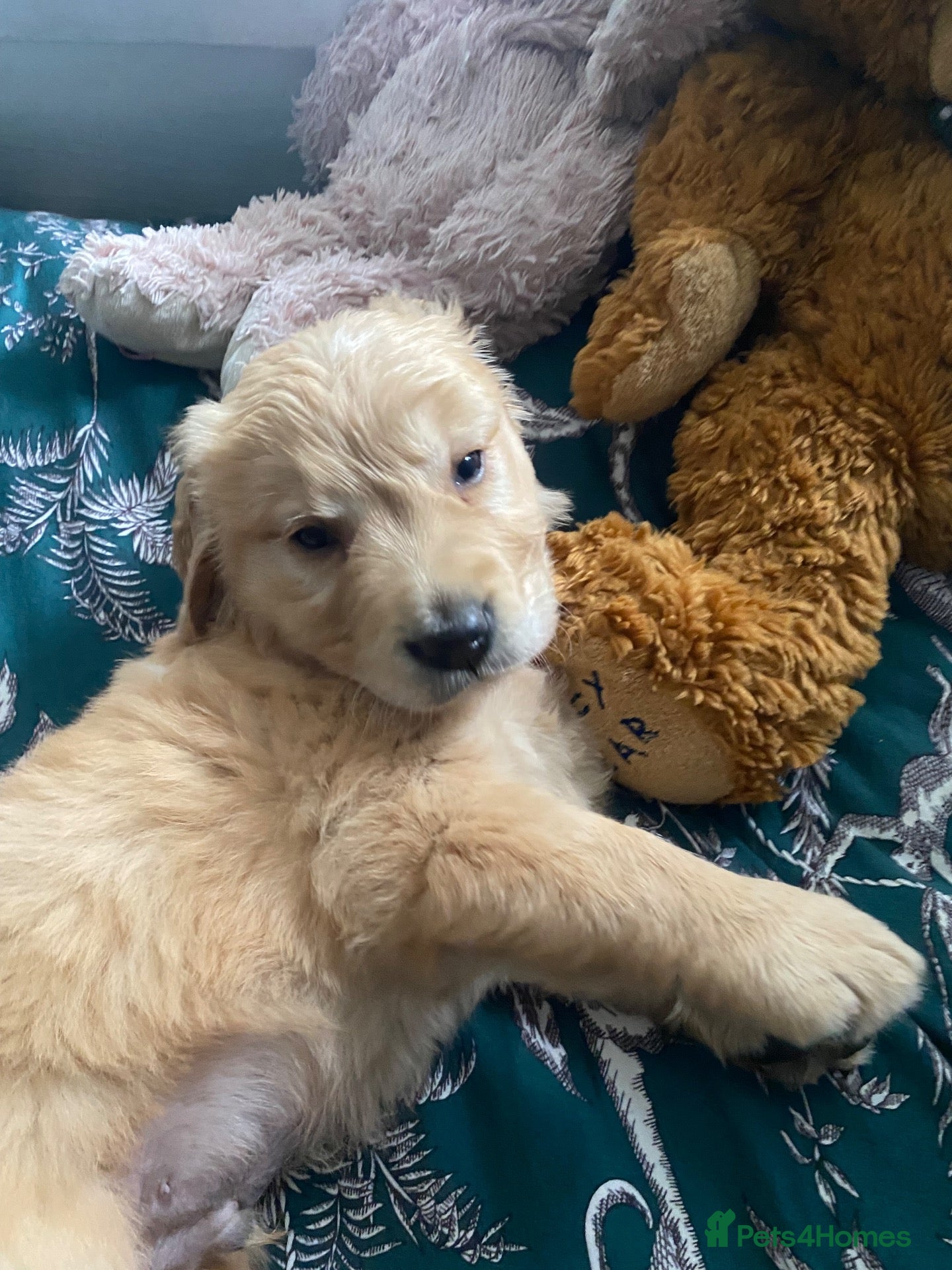 Golden Retriever dogs for sale: Beautiful Singleton Boy Ready to leave - Advert 8