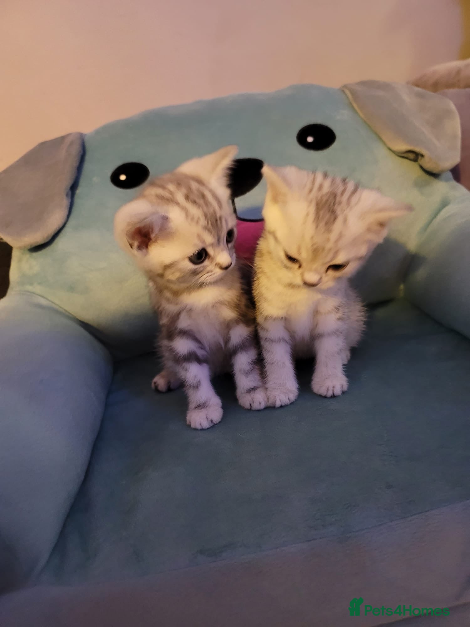 British Shorthair cats for sale: Beautiful kittens – 2 Boys & 2 Girls Ready Now  - Advert 11