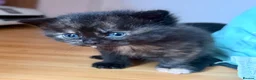 Ragdoll cats for sale: Absolute unique beauties Mink Ragdoll x BSH - Advert 11