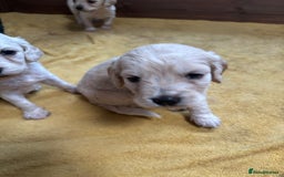 Mixed Breed dogs for sale: Golden doodle x Cocker Spaniel puppies  - Image 9
