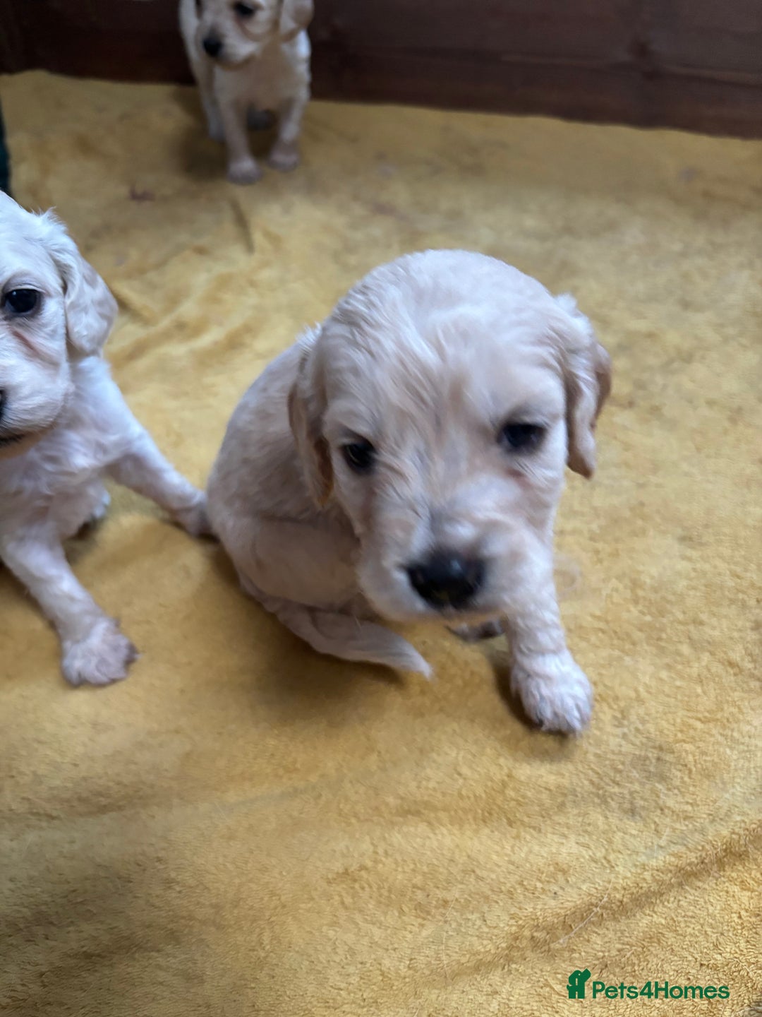 Mixed Breed dogs for sale: Golden doodle x Cocker Spaniel puppies  - Image 9