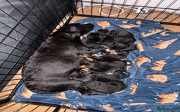 Patterdale Terrier dogs for sale: Patterdale terrier puppies for sale  - Image 14