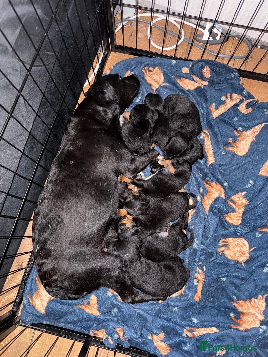 Patterdale Terrier dogs for sale: Patterdale terrier puppies for sale  - Image 14