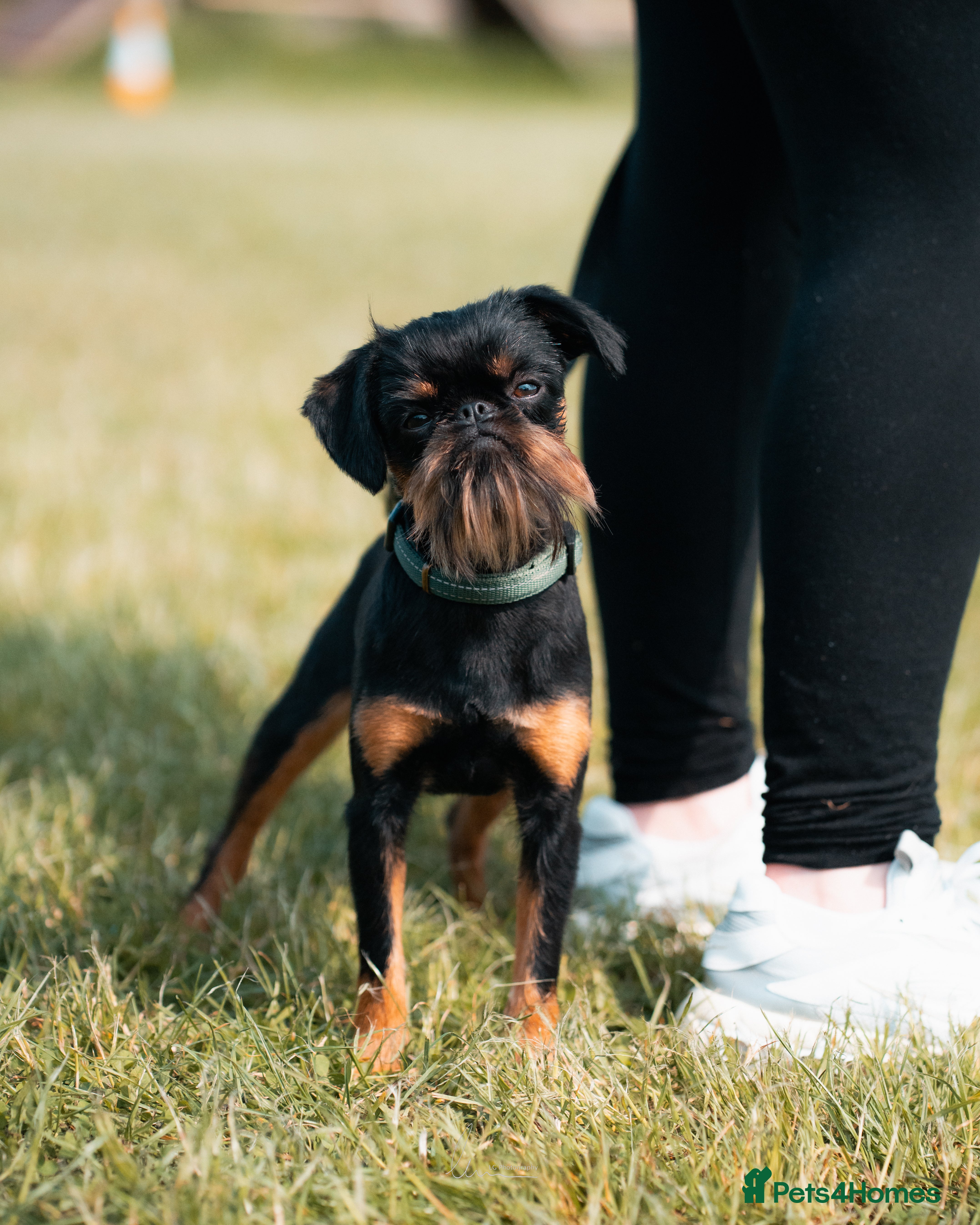 Griffon Bruxellois dogs KC Registered Griffon for stud - Advert 2