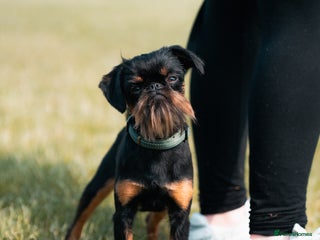 Griffon Bruxellois dogs - Advert 15