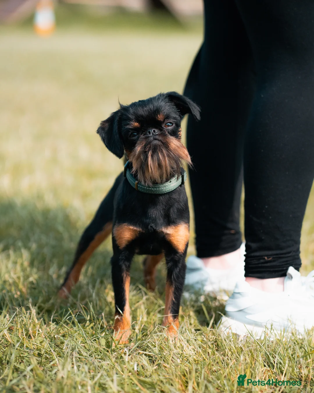 Griffon Bruxellois dogs for stud: KC Registered Griffon for stud - Advert 1