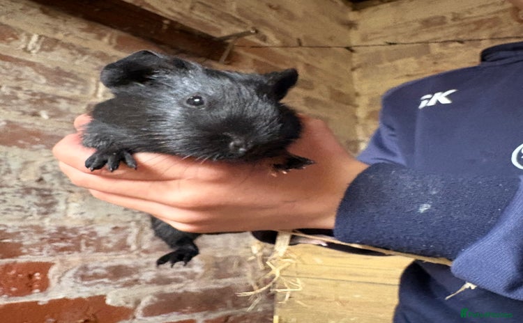 Guinea Pig rodents - Advert 16