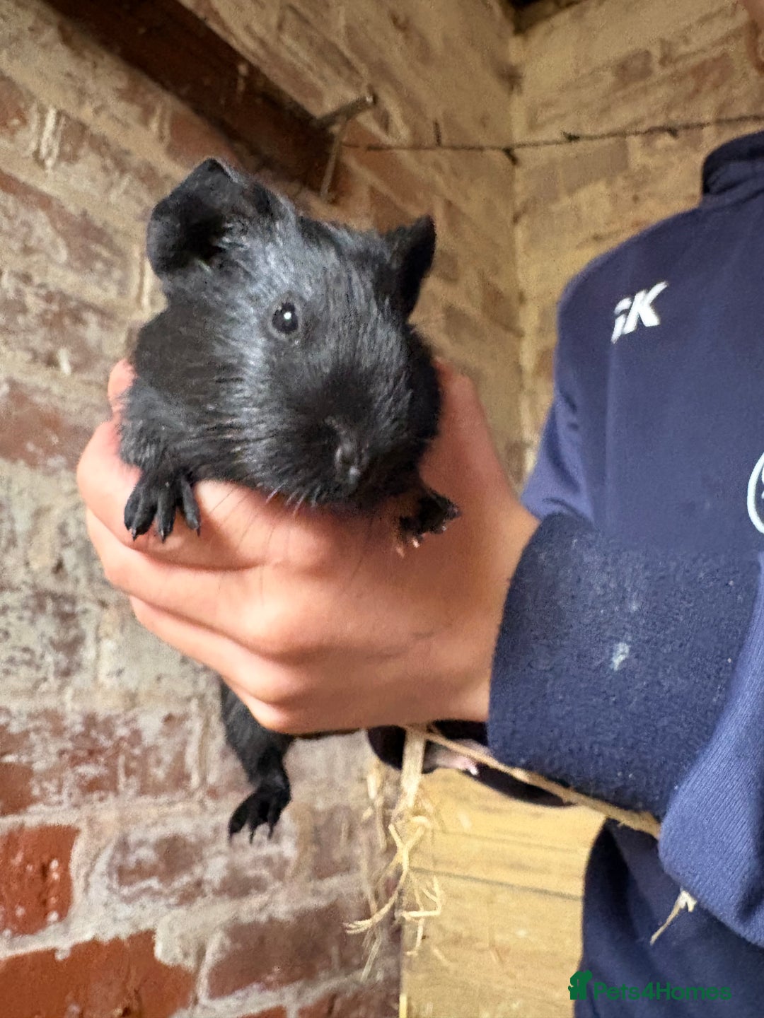 Guinea Pig rodents for sale: Baby Guinea pig very friendly  - Image 1