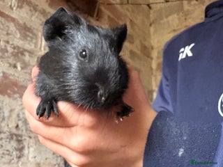 Guinea Pig rodents - Advert 28