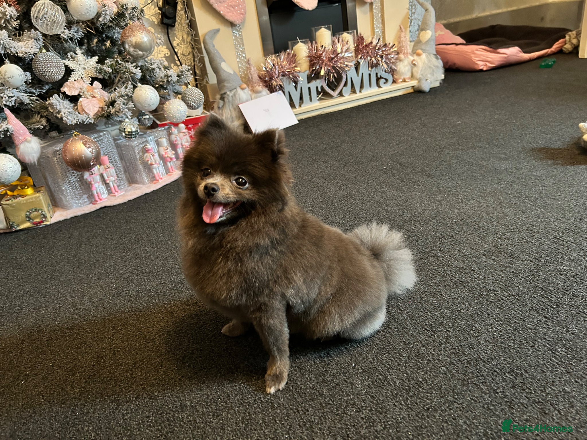 Pomeranian dogs Teddy bear Pomeranian  - Advert 10