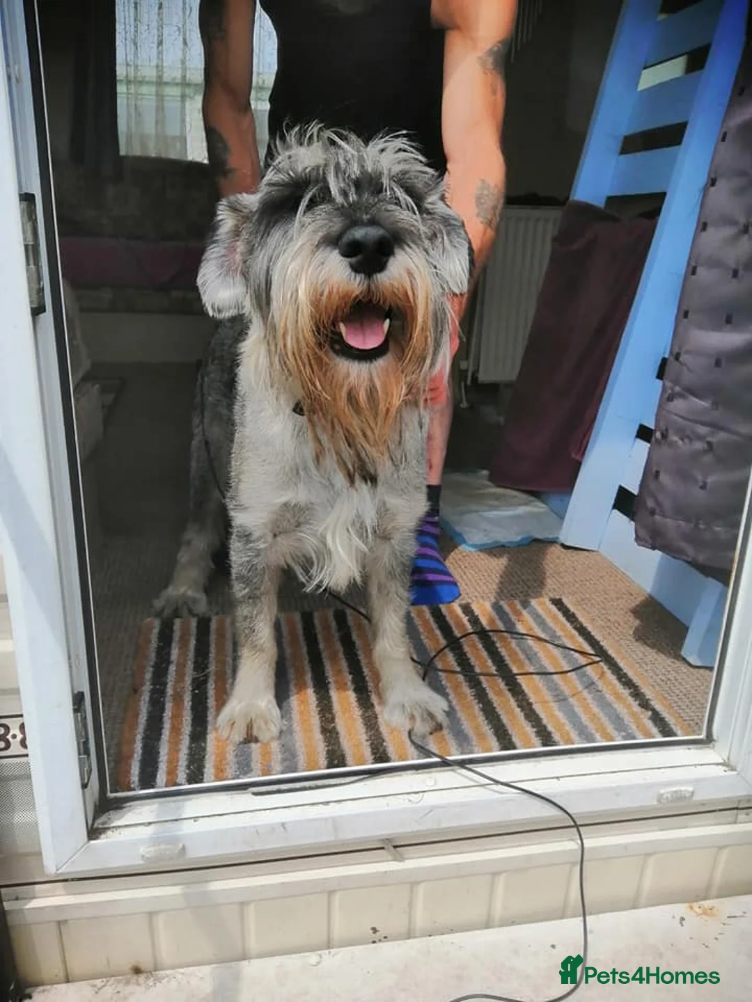 Schnauzer dogs for sale: Schnauzer looking for new home - Advert 2