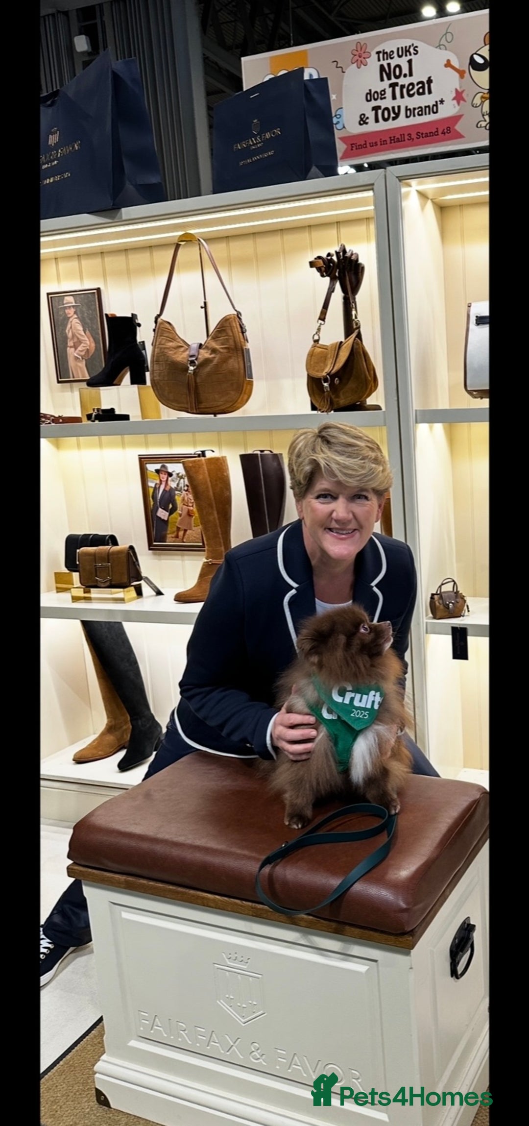 Pomeranian dogs for stud: Chocolate Stud Kc Registered ,Embark tested in Runcorn - Image 31