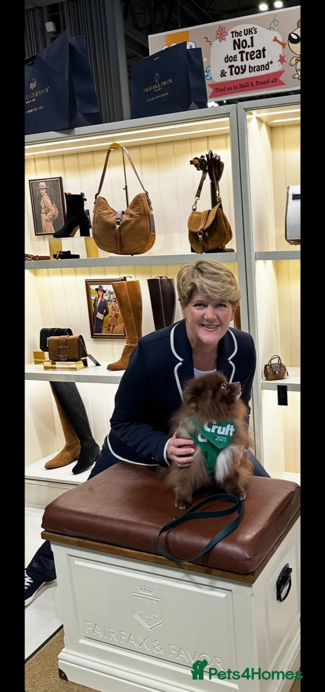 Pomeranian dogs for stud: Chocolate Stud Kc Registered ,Embark tested in Runcorn - Advert 31