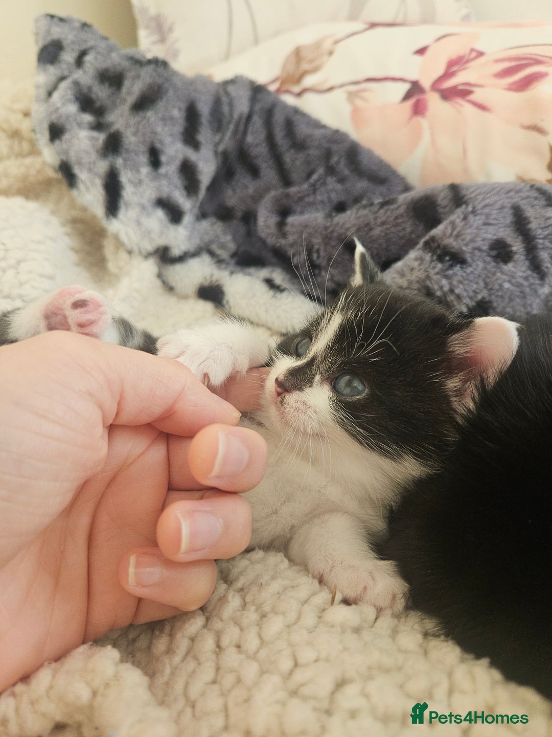 Mixed Breed cats for sale: Fluffy Female Kitten 10 weeks old  - Advert 3