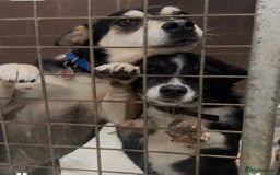 Mixed Breed dogs for adoption: Ginnie and Freddie 🐾 bonded couple  - Image 8