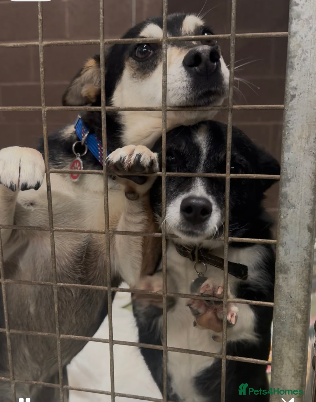 Mixed Breed dogs for adoption: Ginnie and Freddie 🐾 bonded couple  - Image 8