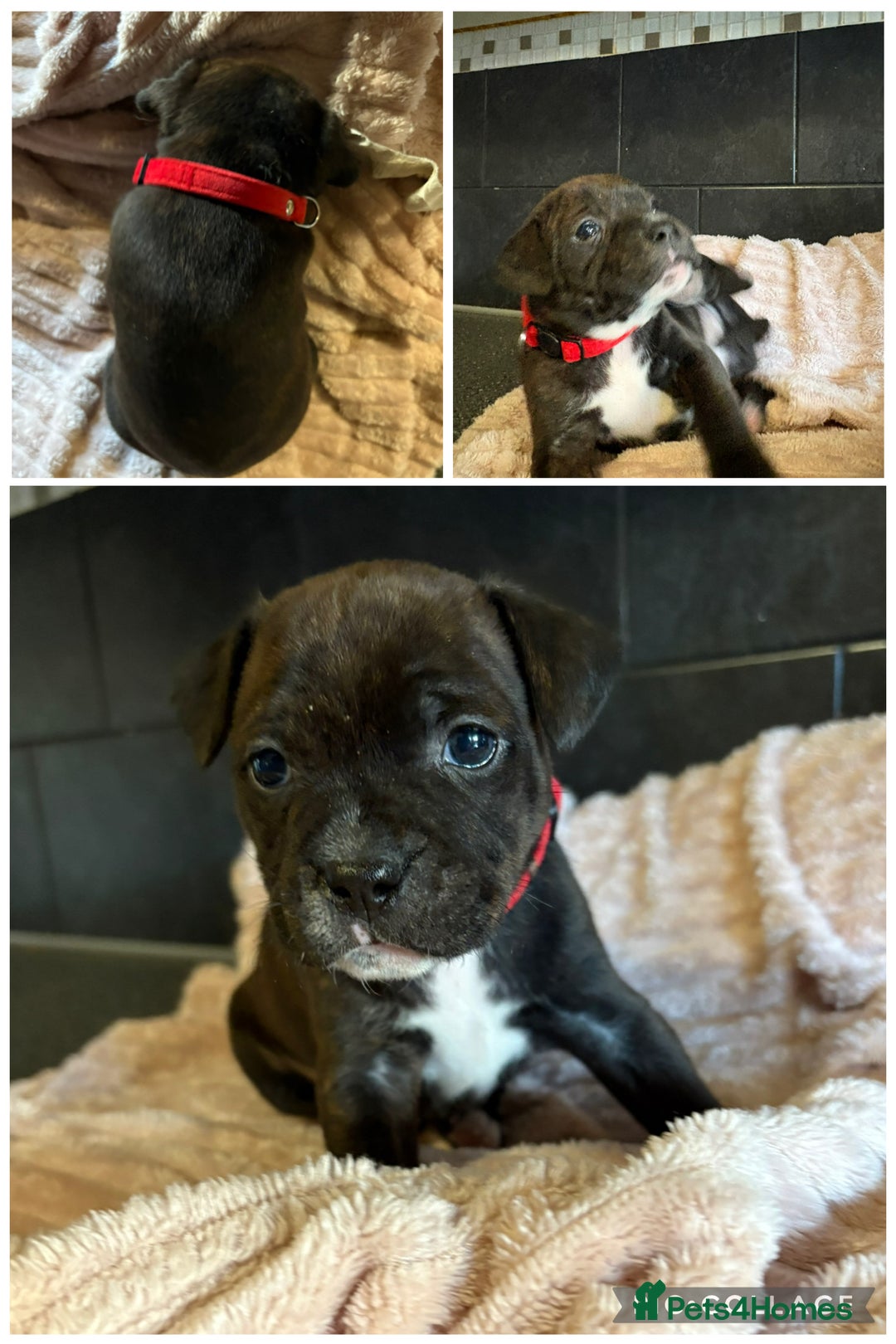 Staffordshire Bull Terrier dogs for sale: Staffordshire bull terrier puppies  - Advert 8