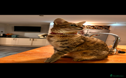 Savannah cats for sale: My beautiful f2 savannah cat is for sale  - Image 2