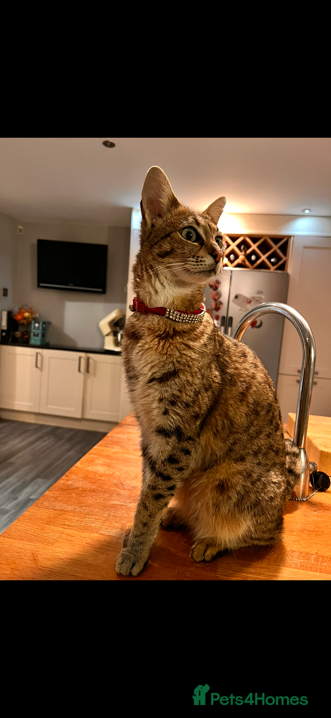 Savannah cats for sale: My beautiful f2 savannah cat is for sale  - Image 2