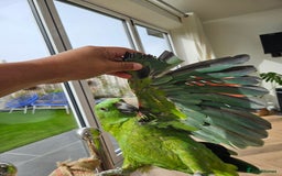 Parrots birds for sale: Yellow naped amazon  - Image 1
