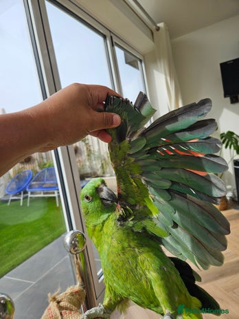 Parrots birds - Advert 3