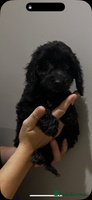 Cockapoo dogs - Advert 12