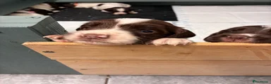 English Springer Spaniel 2