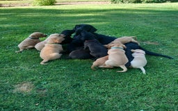Labrador Retriever dogs for sale: Gorgeous KC registered puppies - Image 4
