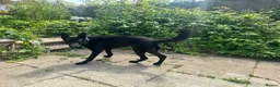 German Shepherd dogs for sale: Black, Pedigree German shepherd male - 3 years old - Advert 2