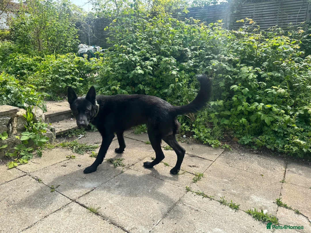 German Shepherd dogs for sale: Black, Pedigree German shepherd male - 3 years old - Advert 2