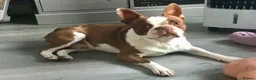 Boston Terrier dogs for sale: 5 BEAUTIFUL BOSTON TERRIER PUPPIES  - Advert 11