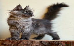Maine Coon cats for sale: Beautiful pure bread maine coon kittens  - Image 37