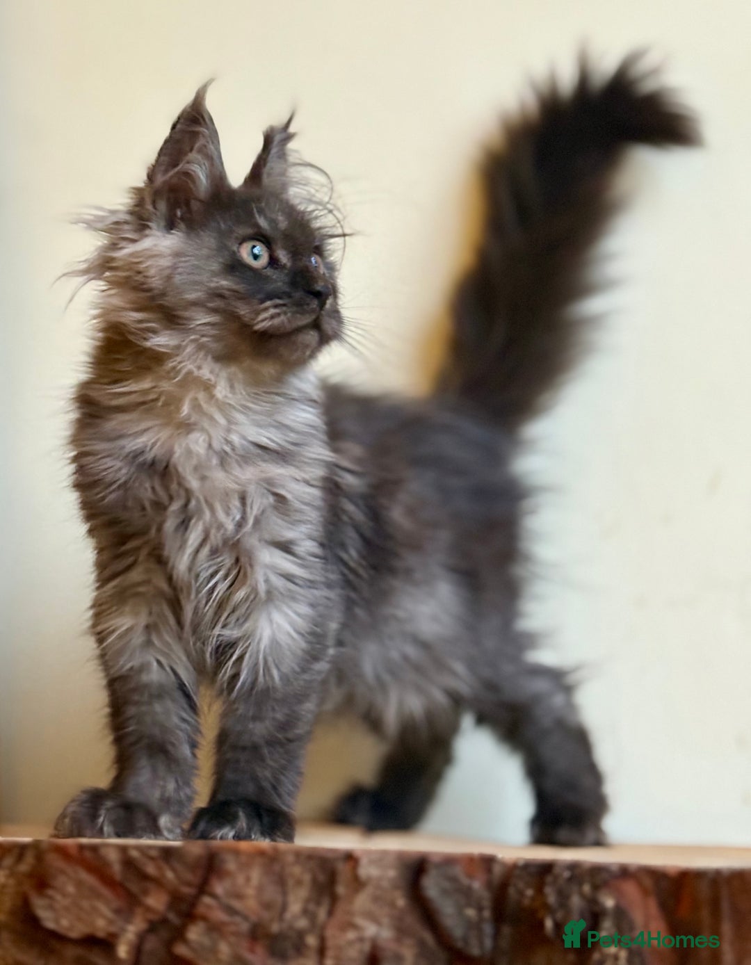 Maine Coon cats for sale: Beautiful pure bread maine coon kittens  - Image 37