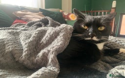 Mixed Breed cats for sale: Flimflam & Bojo - Image 20