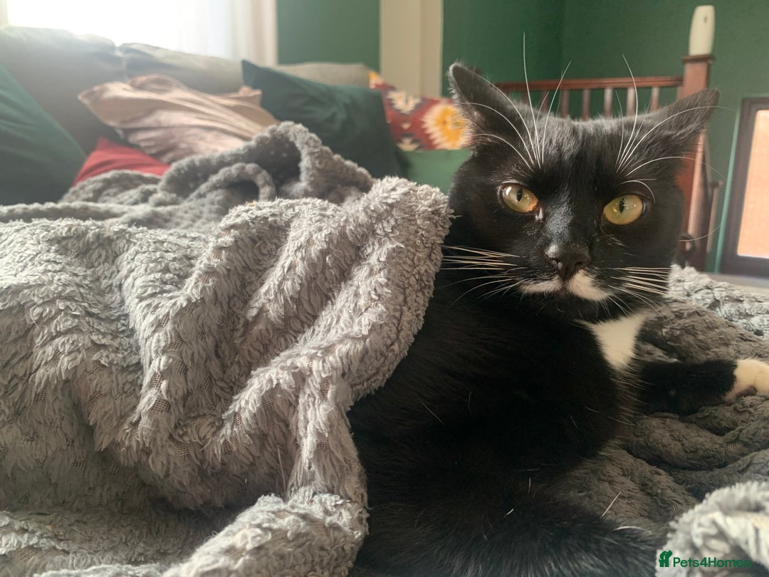 Mixed Breed cats for sale: Flimflam & Bojo - Image 20