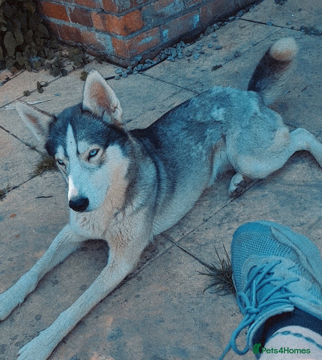 Siberian Husky dogs for sale: Husky puppies  - Advert 2