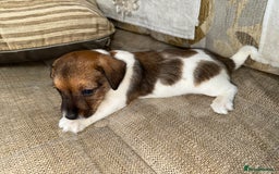 Jack Russell dogs for sale: Short legged jack Russel puppies - Image 16