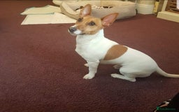 Jack Russell dogs for sale: Jack Russell male for rehoming or adoption - Image 2