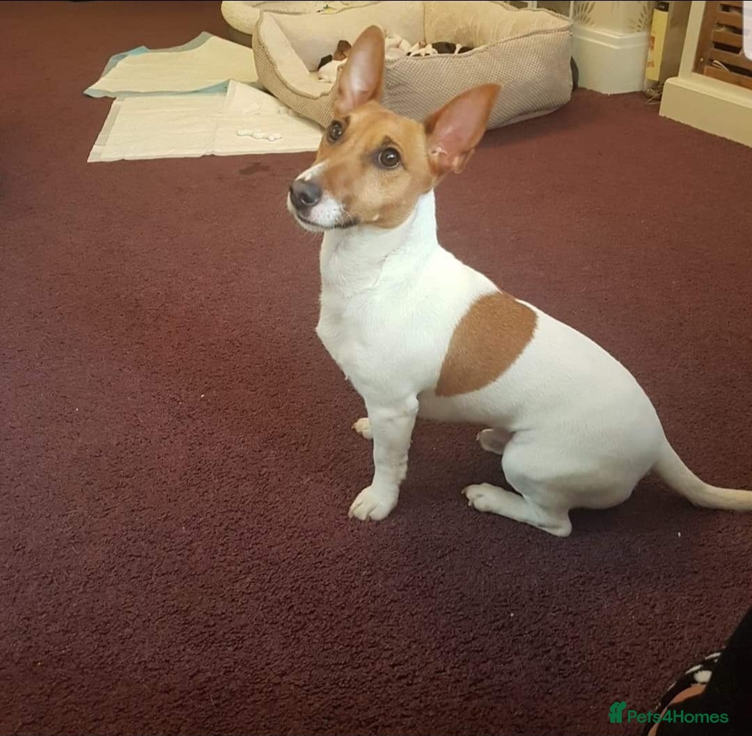 Jack Russell dogs for sale: Jack Russell male for rehoming or adoption - Image 2