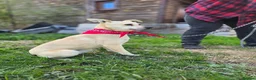 Mixed Breed dogs for adoption: ❤️🐶 STELLA – SMALL BODY, HUGE HEART, ENDLESS LOVE in Burton-on-Trent - Advert 5