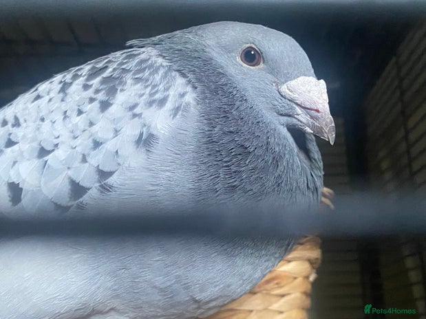 Pigeons birds in Mansfield - Advert 19