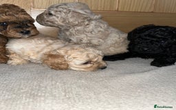 Cavapoo dogs for sale: **CAVAPOO F1B PUPS** - Image 7