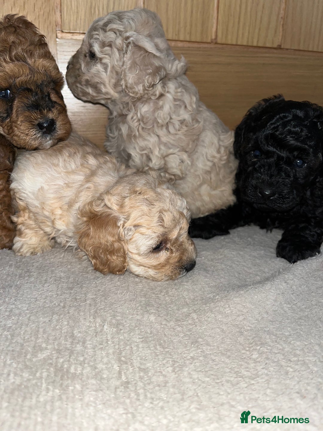 Cavapoo dogs for sale: **CAVAPOO F1B PUPS** - Image 7