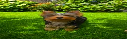 Yorkshire Terrier dogs for sale: Top quality female - Advert 5