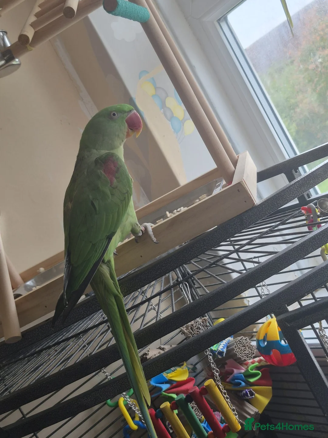 Parakeets birds for sale: Bonded pair of alexandrine  - Advert 8