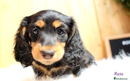 Miniature Dachshund dogs for sale: KC Health tested Licensed breeder 12 years exp - Image 8