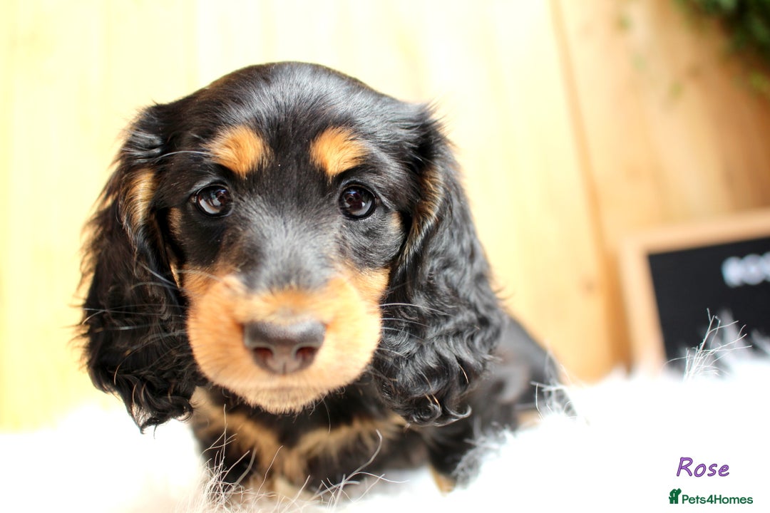 Miniature Dachshund dogs for sale: KC Health tested Licensed breeder 12 years exp - Image 8