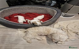 Malshi dogs for sale: Malshi puppiez - Image 1