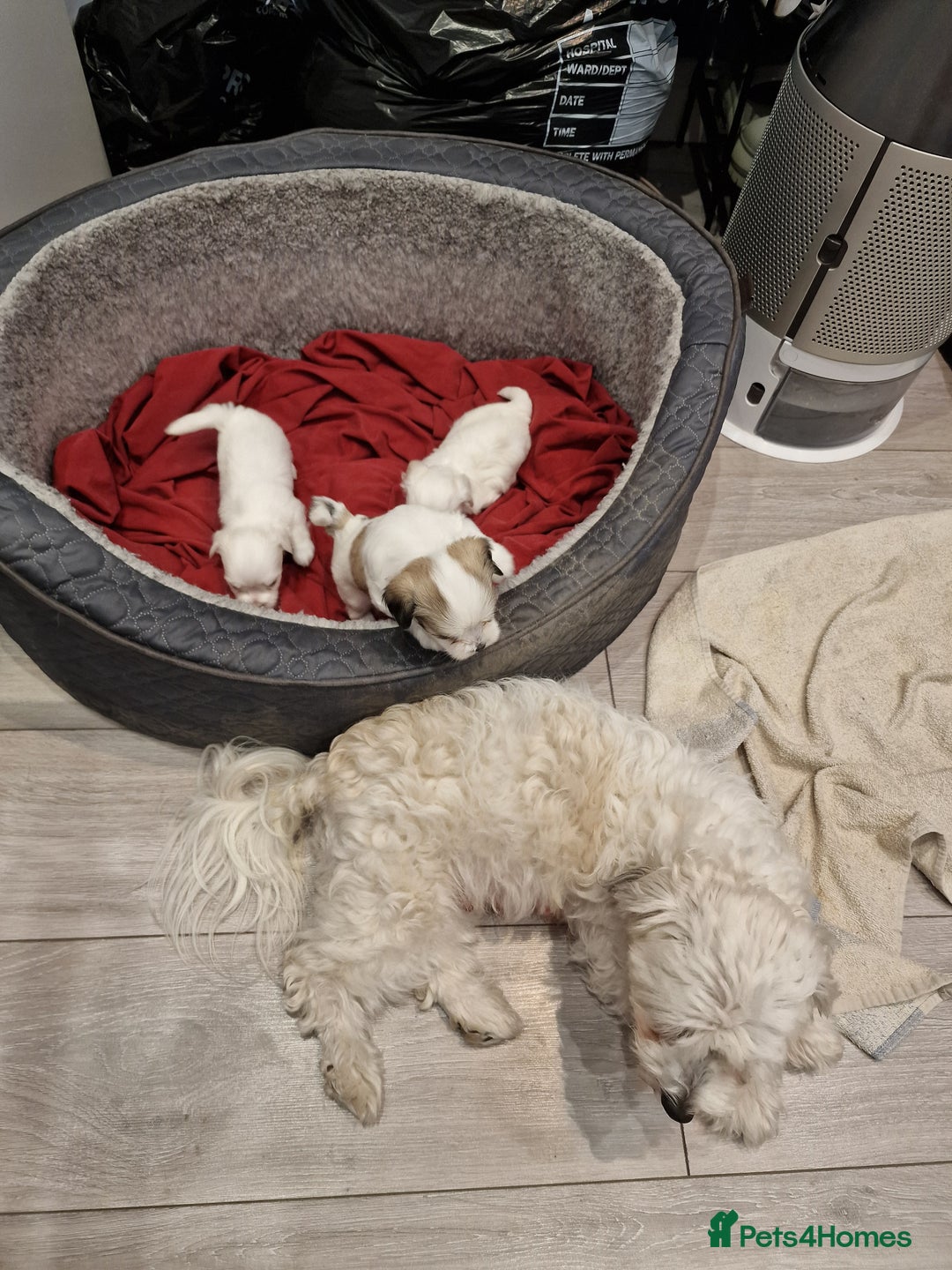 Malshi dogs for sale: Malshi puppiez - Image 1
