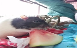 Rat rodents for sale: Free Rats with Cage etc, to good home - Image 1